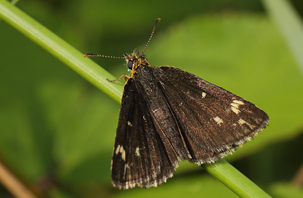 Spejlbredpande, Heteropterus morpheus hun. Bøtø Plantage d. 17 juli 2016. Fotograf: Lars Andersen