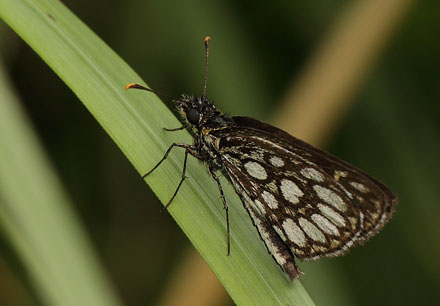 Spejlbredpande, Heteropterus morpheus han. Bt Plantage d. 17  juli 2016. Fotograf: Lars Andersen