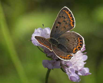 Sort Ildfugl, Lycaena tityrus. hun. Bt Dige ved Bt Plantage. Falster d. 17 juli 2016. Fotograf: Lars Andersen 