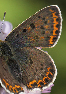 Sort Ildfugl, Lycaena tityrus. hun. Bt Dige ved Bt Plantage. Falster d. 17 juli 2016. Fotograf: Lars Andersen 