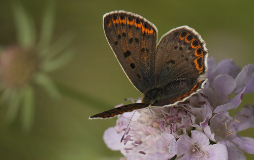 Sort Ildfugl, Lycaena tityrus. hun. Bt Dige ved Bt Plantage. Falster d. 17 juli 2016. Fotograf: Lars Andersen 