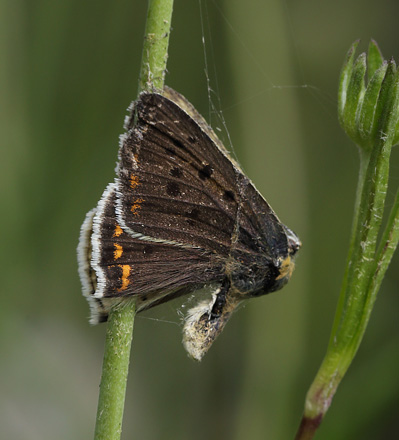 Sort Ildfugl, Lycaena tityrus han. Bøtø Dige ved Bøtø Plantage. Falster d. 17 juli 2016. Fotograf: Lars Andersen