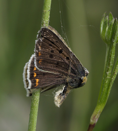 Sort Ildfugl, Lycaena tityrus. hun. Bt Dige ved Bt Plantage. Falster d. 17 juli 2016. Fotograf: Lars Andersen 