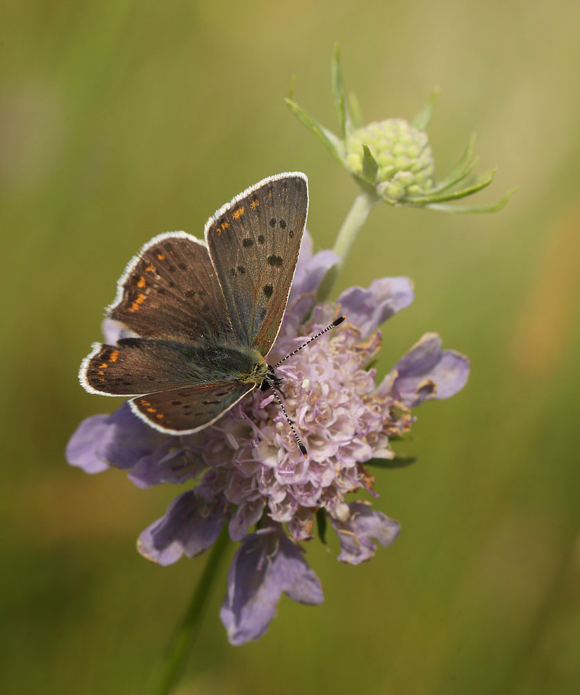 Sort Ildfugl, Lycaena tityrus. hun. Bt Dige ved Bt Plantage. Falster d. 17 juli 2016. Fotograf: Lars Andersen 