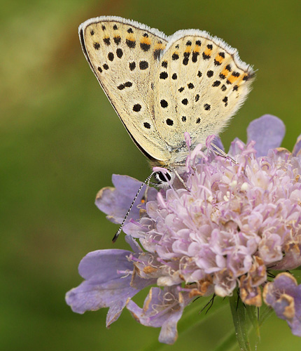 Sort Ildfugl, Lycaena tityrus. hun. Bt Dige ved Bt Plantage. Falster d. 17 juli 2016. Fotograf: Lars Andersen 