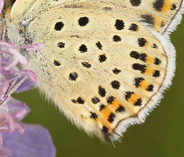 Sort Ildfugl, Lycaena tityrus. hun. Bt Dige ved Bt Plantage. Falster d. 17 juli 2016. Fotograf: Lars Andersen 