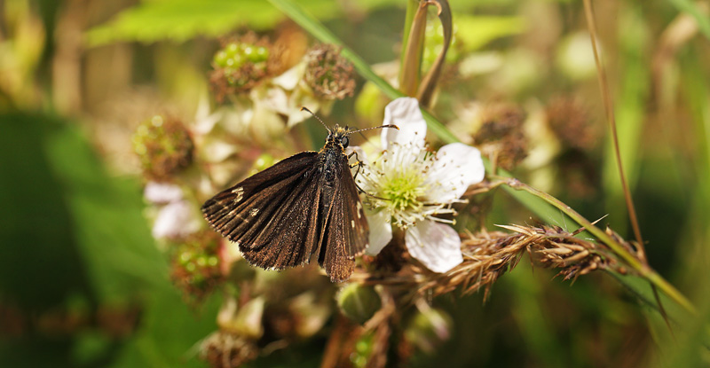 Spejlbredpande, Heteropterus morpheus han. Bt Plantage d. 17  juli 2016. Fotograf: Lars Andersen