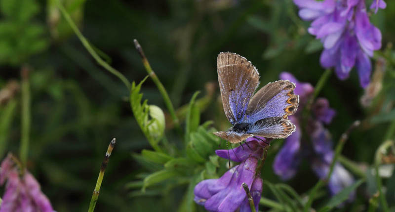 Foranderlig Blåfugl, Plebejus idas hun hungerform. Holmegårds Mose 21 juli 2016. Fotograf: Lars Andersen