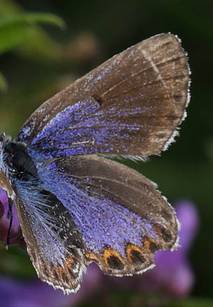 Foranderlig Blfugl, Plebejus idas hun hungerform. Holmegrds Mose 21 juli 2016. Fotograf:  Lars Andersen