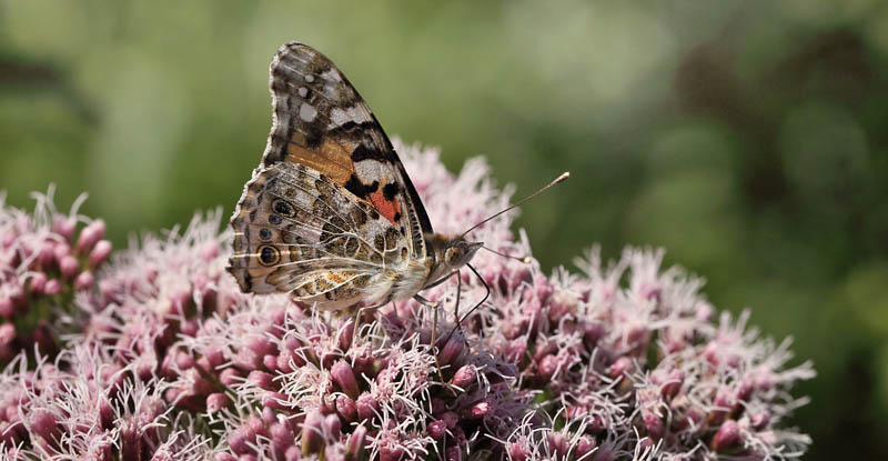 Tidselsommerfugl, Vanessa cardui . Holtug Kridtbrud, Stevns d. 21 juli 2016. Fotograf; Lars Andersen