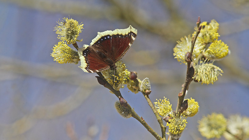 Srgekbe, Nymphalis antiopa. Pinseskoven d. 1 april 2016. Fotograf; Lars Andersen