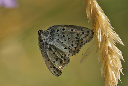 Regitze Enoksen  fotograferer Sort Ildfugl. Bt Dige ved Bt Plantage. Falster d. 24 juli 2016. Fotograf: Lars Andersen 