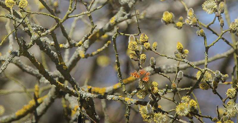 Det Hvide C, Polygonia c-album. Pinseskoven d. 1 april 2016. Fotograf; Lars Andersen