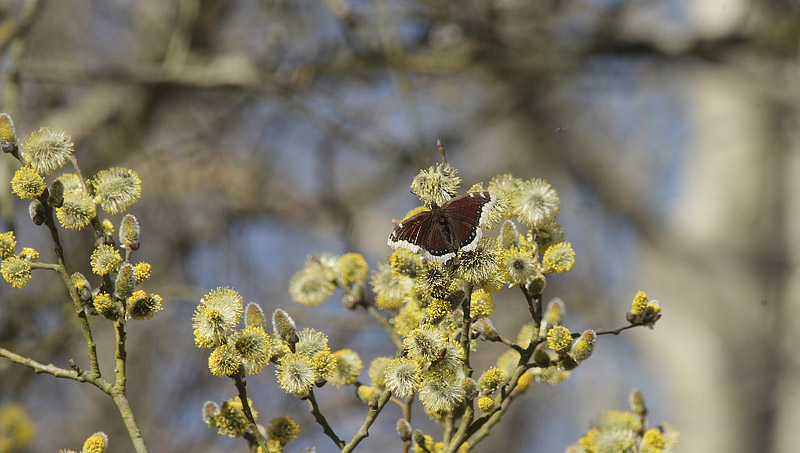 Srgekbe, Nymphalis antiopa. Pinseskoven d. 1 april 2016. Fotograf; Lars Andersen