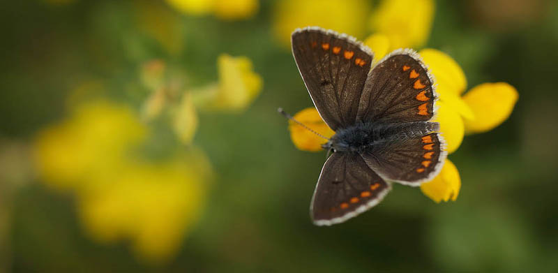 Rdplettet Blfugl, Aricia agestis han. Pyrolysegrunden, det nordlig Amager d. 25 juli 2016. Fotograf: Lars Andersen