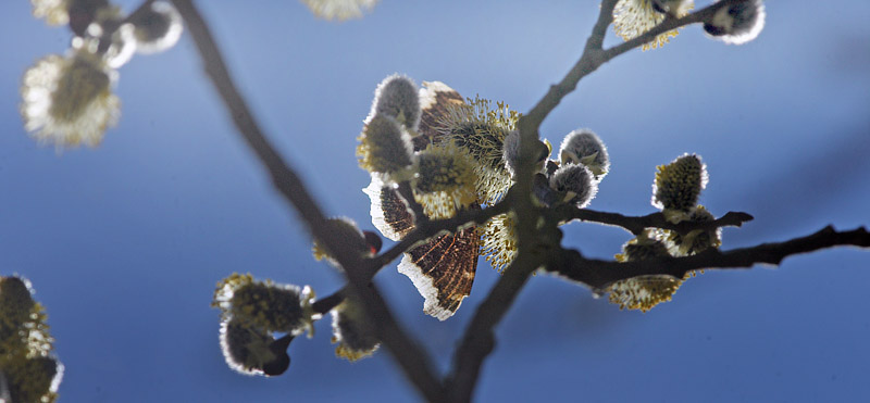 Srgekbe, Nymphalis antiopa. Pinseskoven d. 1 april 2016. Fotograf; Lars Andersen