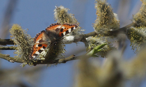Nldens Takvinge, Aglais urticae p blomstrende Selje-Pil, Salix capraea. Frieslandet, Amager d. 9 april 2016. Fotograf; Lars Andersen