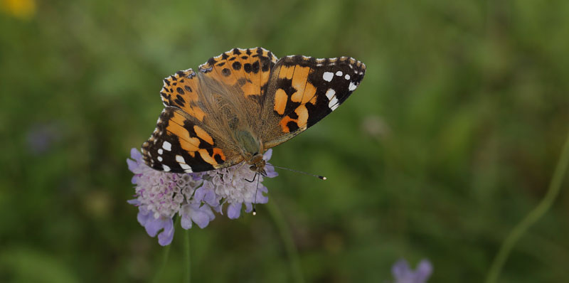 Tidselsommerfugl, Vanessa cardui . Diget, Bt Plantage, Falster d. 2 august 2016. Fotograf; Lars Andersen