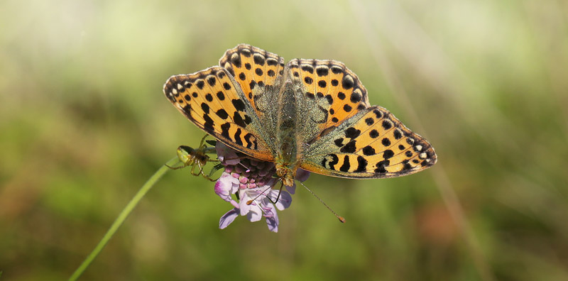 Storplettet Perlemorsommerfugl, Issoria lathonia. Bt Plantage Dige, Falster, Danmark d. 21 august 2016. Fotograf: Lars Andersen