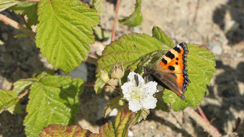 Nldens Takvinge, Aglais urticae.  Mogenstrup Gl. Grusgrav, Sydsjlland d. 10 juni 2016. Fotograf: Lars Andersen