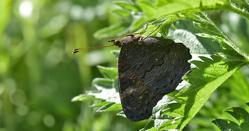 Dagpfugleje, Aglais io glgning. Brndbyster d. 8 maj 2016. Fotograf; Kirsten Schwartz