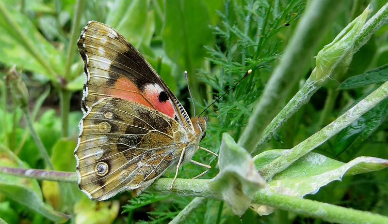 Tidselsommerfugl, Vanessa cardui. 8732 Hovedgrd, stjylland d. 31 juli 2016. Fotograf; Kurt Jensen