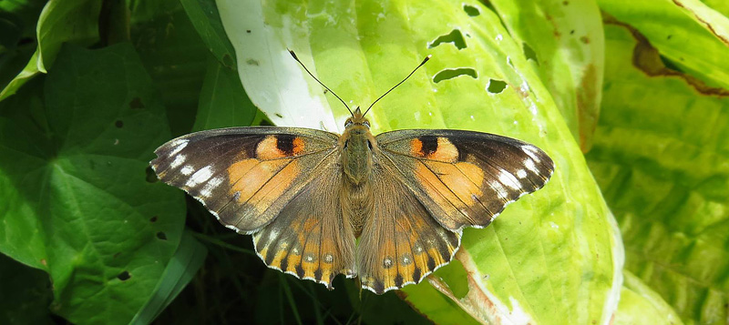 Tidselsommerfugl, Vanessa cardui. 8732 Hovedgrd, stjylland d. 31 juli 2016. Fotograf; Kurt Jensen