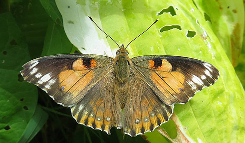 Tidselsommerfugl, Vanessa cardui. 8732 Hovedgrd, stjylland d. 31 juli 2016. Fotograf; Kurt Jensen