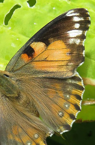 Tidselsommerfugl, Vanessa cardui. 8732 Hovedgrd, stjylland d. 31 juli 2016. Fotograf; Kurt Jensen