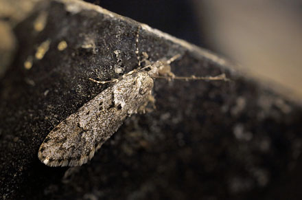 Bgeprydvinge, Diurnea fagella (Denis & Schiffermller, 1775). Arrenakke d. 7 april 2016. Fotograf; Lars Andersen