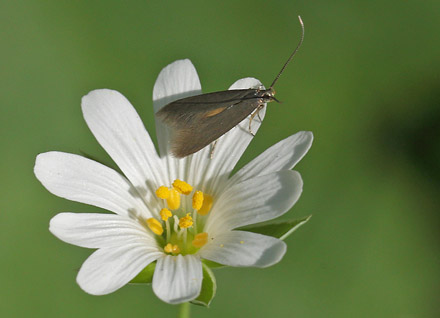 Metriotes lutarea/Coleophora lutarea. Skelns/Storskov v. Sholt, Lolland d. 12 Maj 2016. Fotograf; Lars Andersen