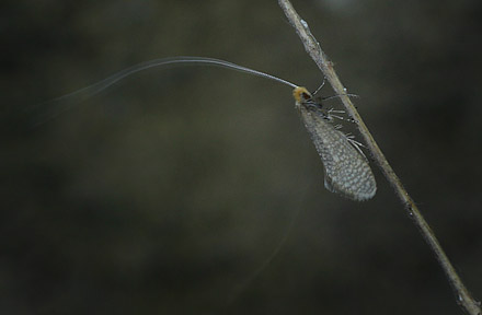 Nematopogon adansoniella han. Skelns / Storskov v. Sholt, Lolland d. 12 Maj 2016. Fotograf; Lars Andersen