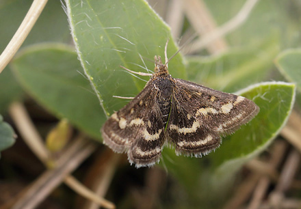 Pyrausta ostrinalis. Melby Overdrev d. 22 maj 2016. Fotograf: Lars Andersen