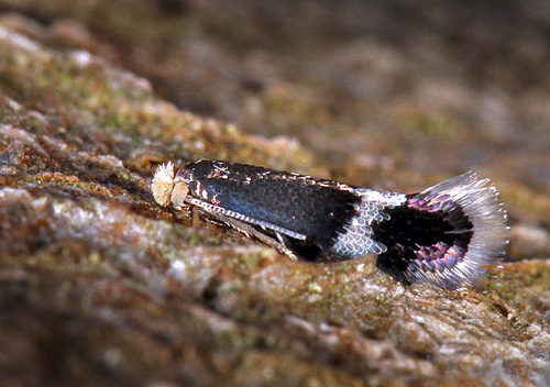 Sortdusket Bøgedværgmøl, Stigmella hemargyrella. Ravnstrup Skov, Nykøbing F d. 23 april 2016. Fotograf; Erni Boesen