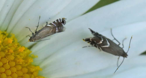 Hundegræsmøl, Glyphipterix simpliciella. Ryvangen Naturpark, nordøstlig København d. 25 Maj 2016. Fotograf; Lars Andersen