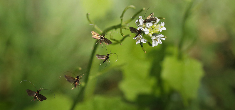 Engkarselanghornsmøl, Cauchas rufimitrella på Løgkarse, Alliaria petiolata. Ryvangen Naturpark d. 25 Maj 2016. Fotograf; Lars Andersen