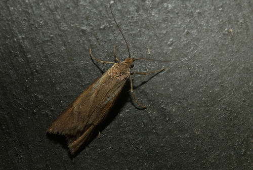 Egeprydvinge, Diurnea lipsiella (Denis & Schiffermller, 1775). Arrenakke d. 16 november 2016. Fotograf; Lars Andersen