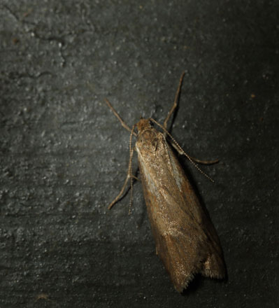 Egeprydvinge, Diurnea lipsiella (Denis & Schiffermller, 1775). Arrenakke d. 17 november 2016. Fotograf; Lars Andersen