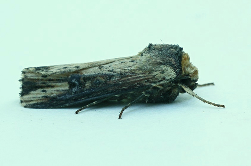 Brændeugle, Axylia putris. Bjerget, Lolland, Danmark d. 11 juni 2016. Fotograf; Claus Grahndin