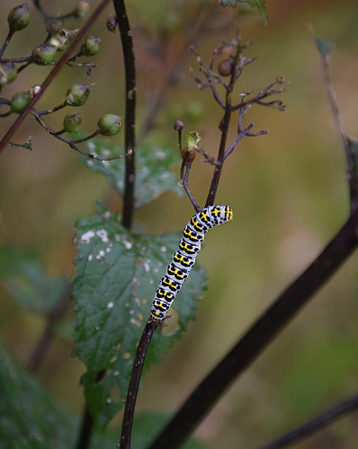 Brunrods-Htteugle, Shargacucullia scrophularia. Genner Bugt, Snderjylland d. 8 juli 2016. Fotograf; Hanne Christensen