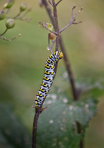 Brunrods-Htteugle, Shargacucullia scrophularia. Genner Bugt, Snderjylland d. 8 juli 2016. Fotograf; Hanne Christensen