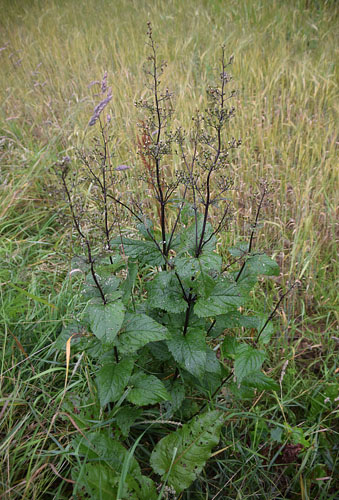 Brunrods-Htteugle, Shargacucullia scrophularia. Genner Bugt, Snderjylland d. 8 juli 2016. Fotograf; Hanne Christensen