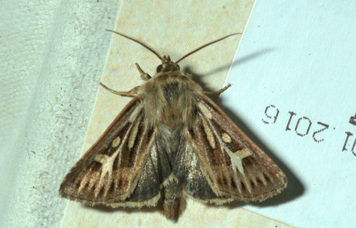 Græsugle, Cerapteryx graminis. Rudersdal Kommune, Sjælland d. 11 juli 2016. Fotograf: Troells Melgaard
