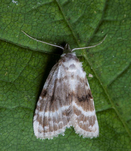 Brombr-Dvrg, Meganola albula. Liseleje, Nordsjlland d. 10 juli 2016. Fotograf; Karsten Schnack