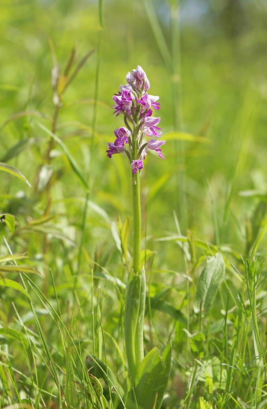 Ridder-ggeurt, Orchis militaris fra norddstlig del af Amager Flled d. 27 maj 2016. Fotograf; Lars Andersen