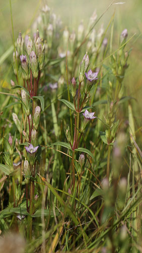 Engensian, Gentianella uliginosa. Koklapperne, det vestlig Amager d. 2 september 2016. Fotograf; Lars Andersen