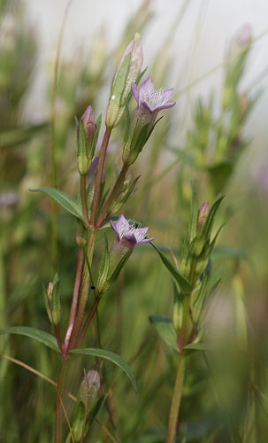 Eng-Ensian, Gentianella uliginosa. 200 blomstrende. Store Hj (Kbenhavn, Hovedstaden) d. 2. september 2016. Fotograf: Lars Andersen