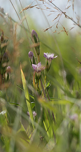 Eng-Ensian, Gentianella uliginosa. 200 blomstrende. Store Hj (Kbenhavn, Hovedstaden) d. 2. september 2016. Fotograf: Lars Andersen