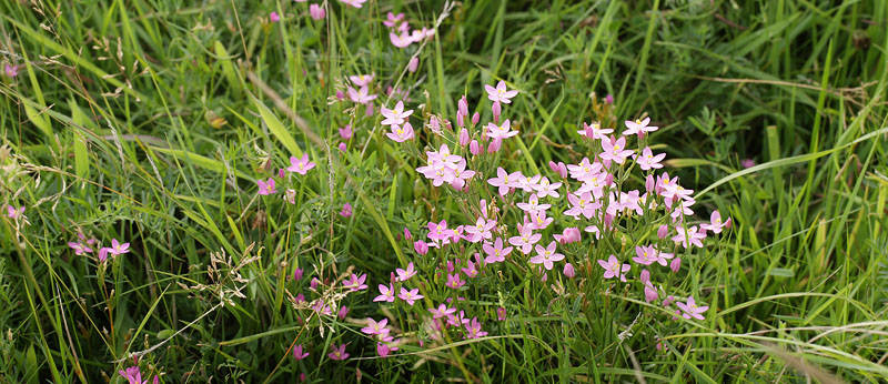 Strand-tusindgylden, Centaurium littorale.  Koklapperne, det vestlig Amager d. 2 september 2016. Fotograf; Lars Andersen