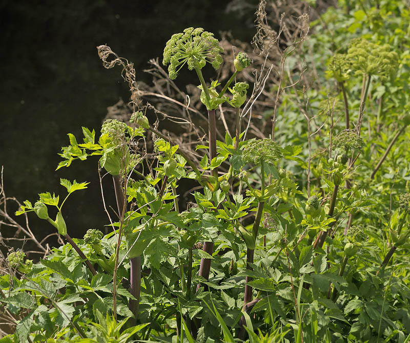 Strand-Kvan, Angelica archangelica ssp. litoralis. Kaldred, Vestsjlland d. 28 maj 2016. Fotograf; Lars Andersen